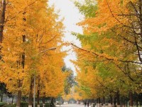 四川大學師范學院望江校區(qū)歷年招生錄取分數線