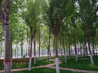 河北正定師范高等?？茖W(xué)校歷年錄取分?jǐn)?shù)線