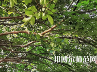 湖南師范大學(xué)2023年報(bào)名條件、招生要求、招生對(duì)象